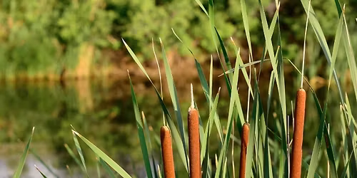 Long Creek Trail Wetlands Walk in Bethania