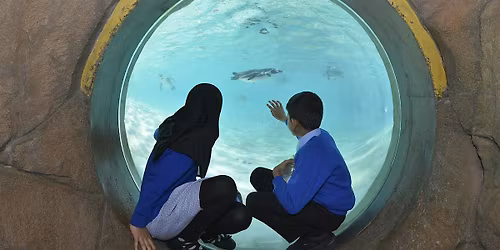 From Zoo Time to Springwatch: Wildlife on Screen