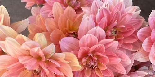 Gardening Workshop "How to Become a Dahlia Diva" + Wine, Charcuterie, Cheese