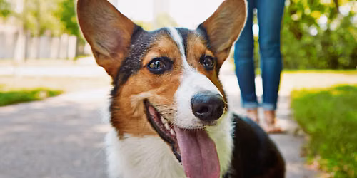 S\u00e9ances d'\u00e9ducation canine - cr\u00e9er des associations positives
