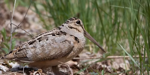 Woodcock Talk & Walk