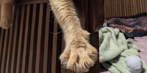 Danu's Wardrobe at CatFest - Special appearance with Sir Fritz!