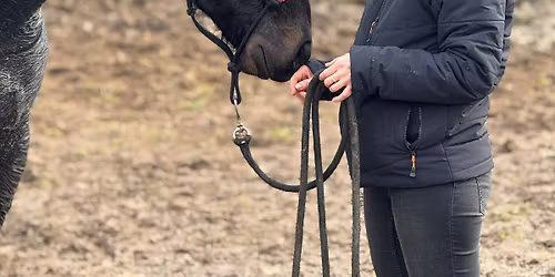 Podstawy pracy z koniem z ziemi