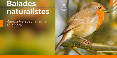 Initiation aux chants d\u2019oiseaux