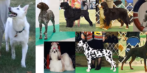 Oshkosh Kennel Club October Agility Trial