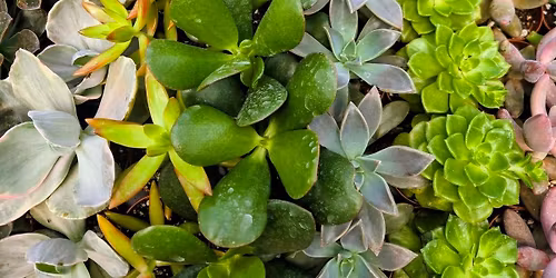 9th Annual Succulent Celebration @ Carlsons' 