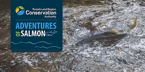 TRCA Adventures of Salmon