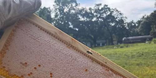 Honey Harvest Workshop