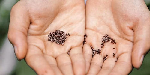 Seed Saving with the Blazing Star Seed Cooperative