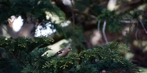 Artists and their love of plants - Part 1 - Guided Walk