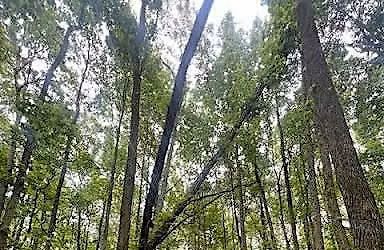 GCC\/PPOW: Forest Restoration Workshop on the Todt Hill Blue Trail