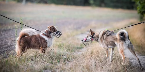 "Treffen sich zwei Hunde und m\u00f6gen sich nicht!" 