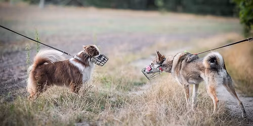 "Treffen sich zwei Hunde und m\u00f6gen sich nicht!"