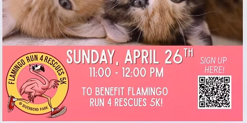 Sweat Shoppe presents Kitten Yoga 