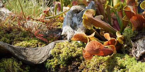 SONNTAGSF\u00dcHRUNG - Karnivoren drinnen und drau\u00dfen