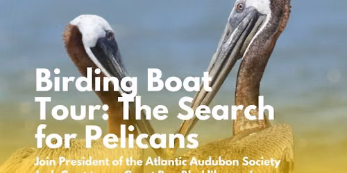 JUST ADDED! Birding Boat Tour: The Search for Pelicans