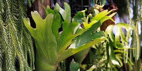 Staghorn Fern Mounting Basics