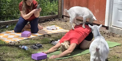 GOAT YOGA! (Yoga, with goats) July session