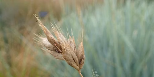 Grasses under the microscope