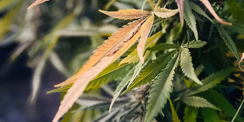 Battle Of The Buds 2026