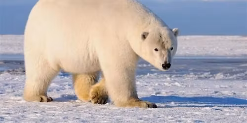 Accessible Adventures: Winter Habitats 1\/26\/26