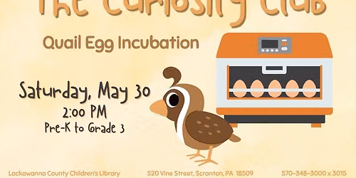 The Curiosity Club: Quail Egg Incubation
