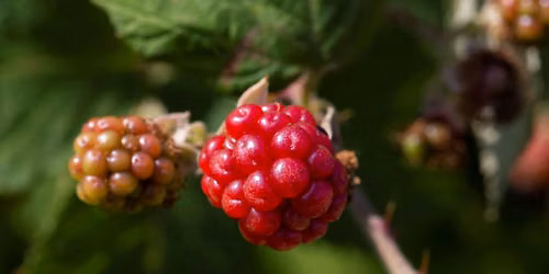Moeraske : Visite guid\u00e9e \u2013 Promenade de d\u00e9couverte du site avec focus sur les fleurs & fruits