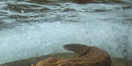 Potluck, Annual Meeting and Lecture 