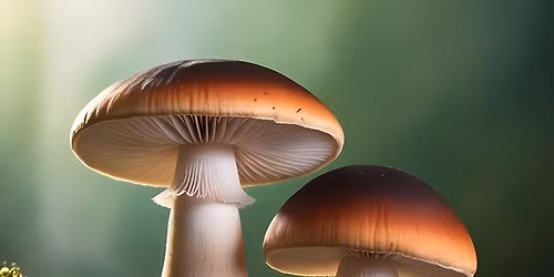 Mushroom Ceremony