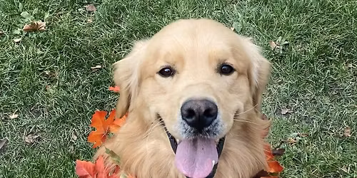 Golden Retreat June Playdate