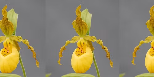 TAOA 2026 Orchid Show - Joyous Blossom 20