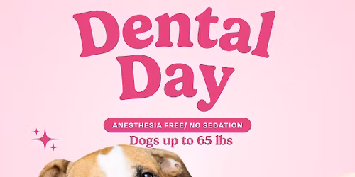 Non-Anesthetic Dental Cleaning