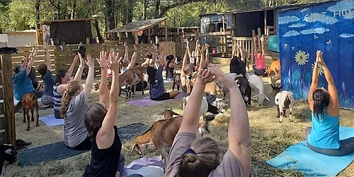 Goat Yoga and Hang with the Herd in Tallahassee