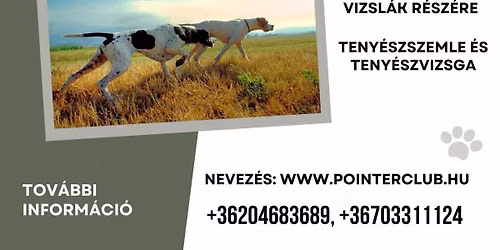 Apaj 2x CACIT Field Trial \u00e9s Derby angol- \u00e9s kontinent\u00e1lis vizsl\u00e1knak
