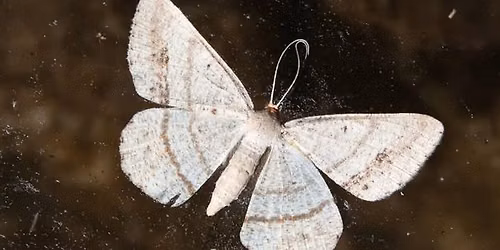 Moonlight Moth Hike