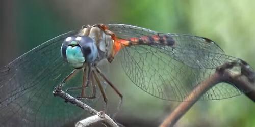 Pondering the Pond as Wildlife Habitat