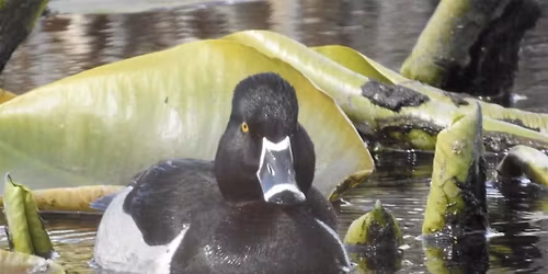 Birding at Whatcom Falls Park