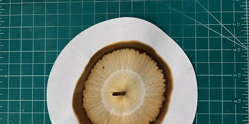 Bauhaus | Soil Chromatography Workshop