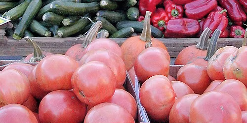 Growing Terrific Tomatoes