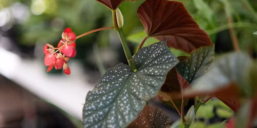 Fall Native Plant Sale