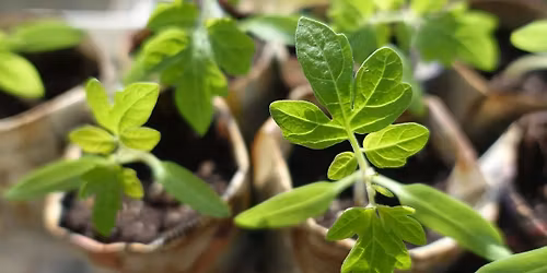 Zelen\u00fd swap v Hlu\u0161ovic\u00edch