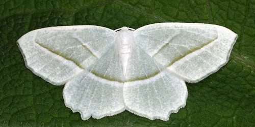 Nighttime Mothing