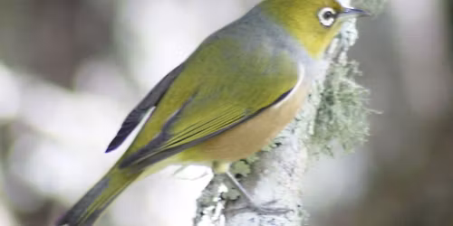 Citizen Science: Cornwall Park Bird Survey