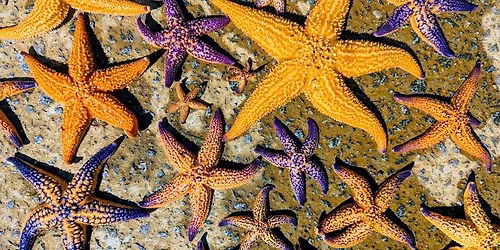 Invasive Seastar Clean up #79