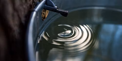 Nature's Table: From Tree to Table