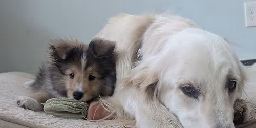 Animal Communications Course