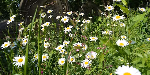 July Cemetery Plants Tour