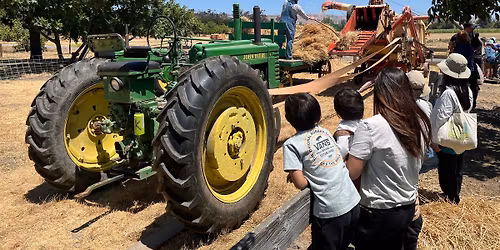 Wheat Harvest