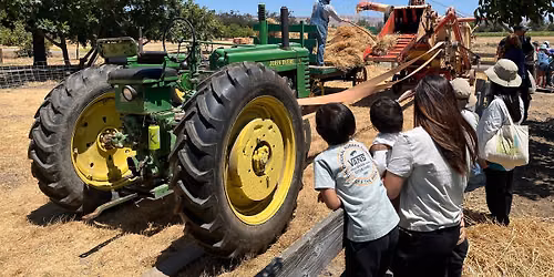 Wheat Harvest