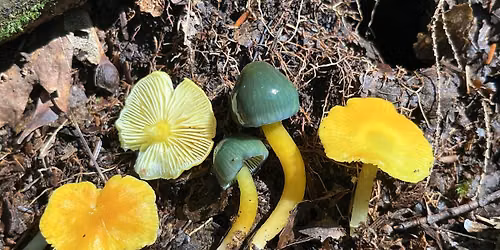 Behind the Scenes of the Mycology Collections